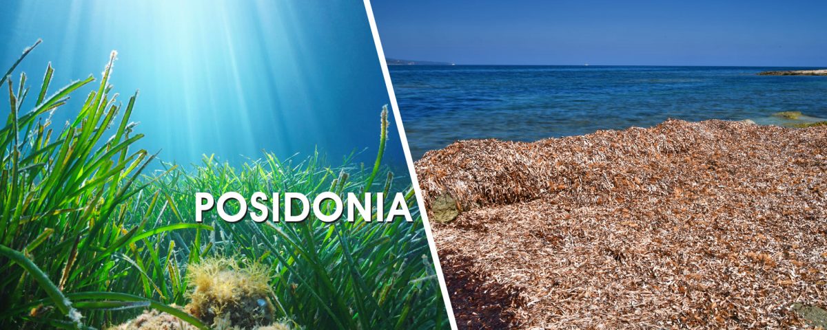 The Posidonia plant - disturbing, but extremely important for our nature